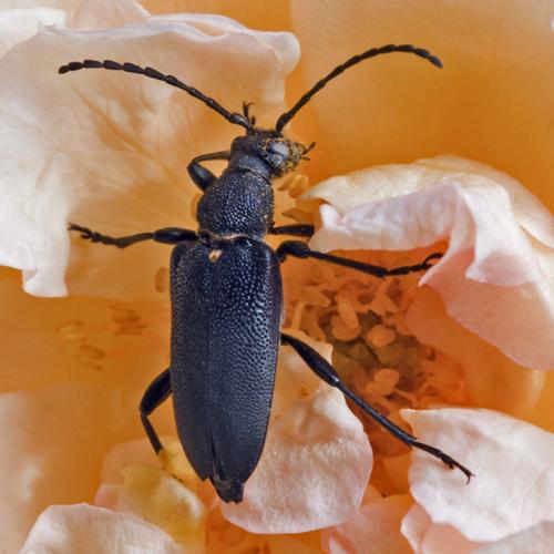 Réf. 58 544 : Stictoleptura scutellata