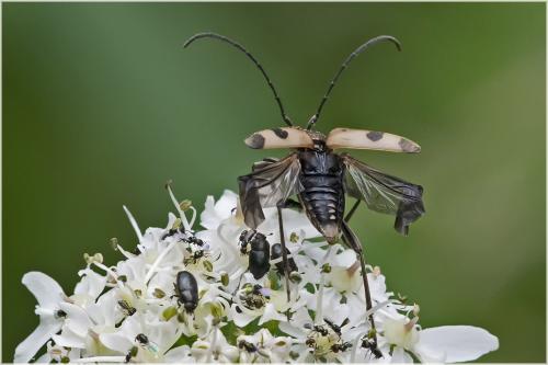 Pachytodes cerambyciformis