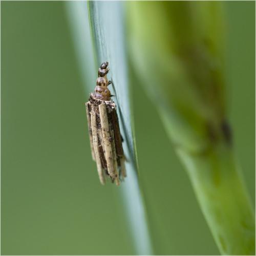 Psyche sp.