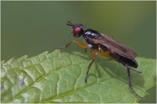 Cordilura albilabris