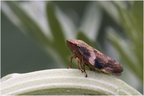 Aphrophora alni