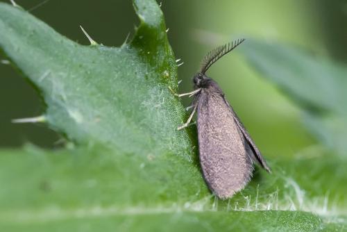 Psyche sp.