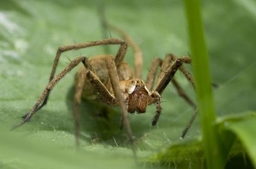 Pisaura mirabilis