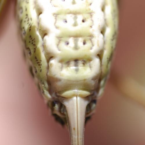Réf. 58 220 : Ephippiger sp.