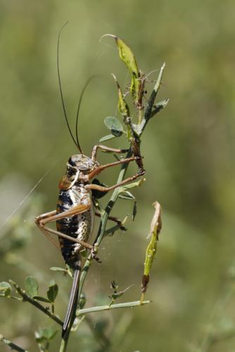 Réf. 58 219 : Ephippiger sp.