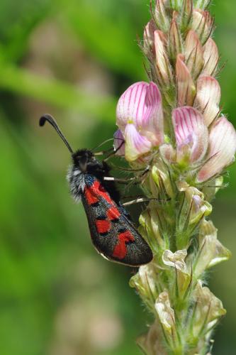 Réf. 58 452 : Zygaena rhadamanthus