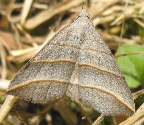 Colobochyla salicalis