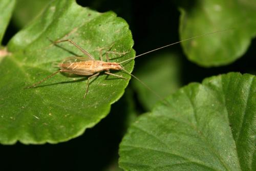 Réf. 58 315 : Oecanthus pellucens pellucens