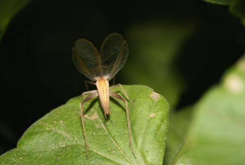 Réf. 58 309 : Oecanthus pellucens pellucens