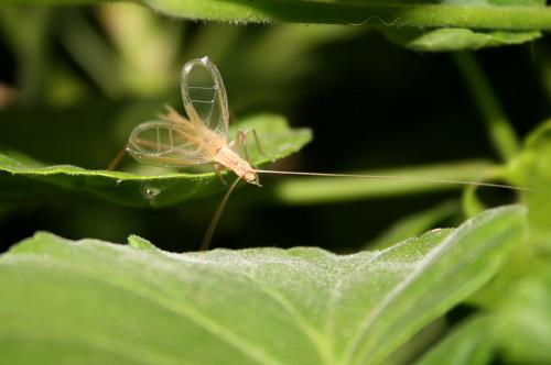 Réf. 58 313 : Oecanthus pellucens pellucens