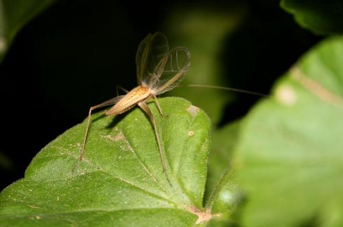 Réf. 58 314 : Oecanthus pellucens pellucens