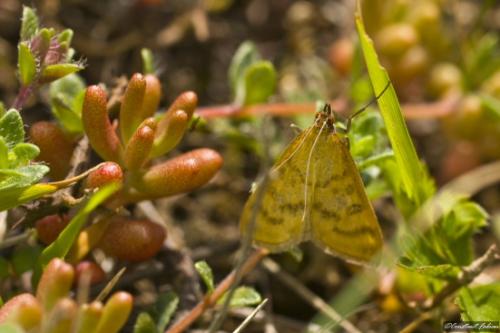 Réf. 58 689 : Mecyna flavalis
