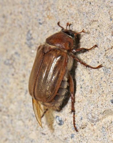 Amphimallon solstitiale