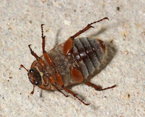 Amphimallon solstitiale