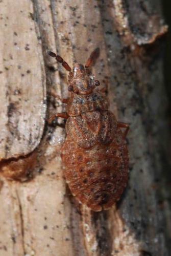 Aradus cinnamomeus