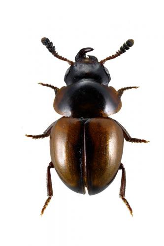 Réf. 58 232 : Agathidium discoideum