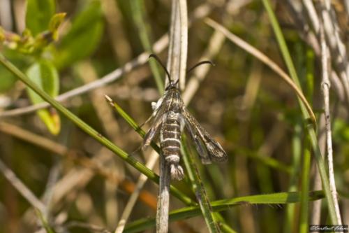 Synanthedon sp.