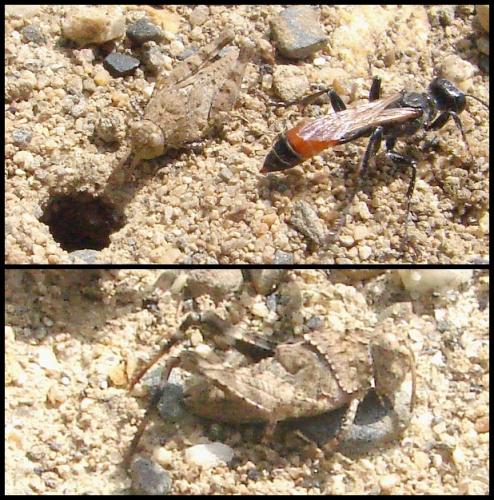 Réf. 58 610 : Oedipoda sp.
