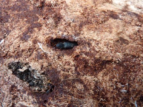 Réf. 58 740 : Diacanthous undulatus