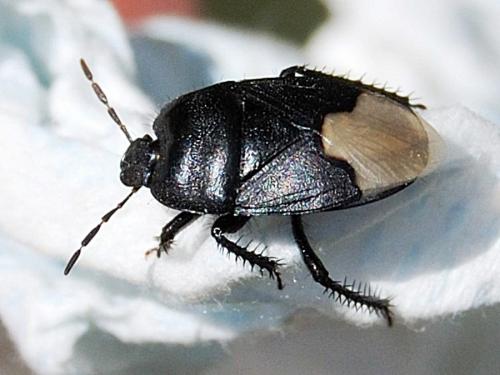 Réf. 58 667 : Cydnus aterrimus