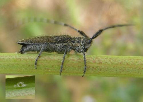 Agapanthia cardui