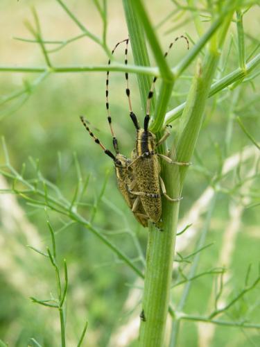 Réf. 58 613 : Agapanthia dahli