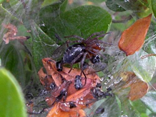Agelena sp.