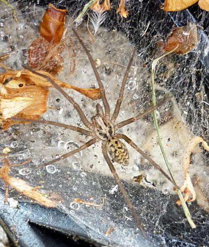 Réf. 58 116 : Tegenaria sp.