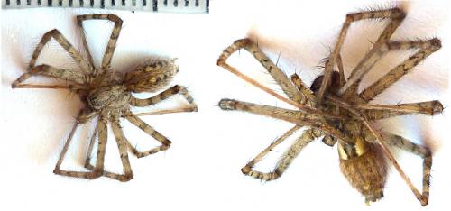 Tegenaria parietina