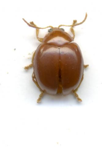 Réf. 58 215 : Sphaeroderma rubidum