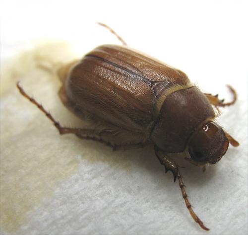 Amphimallon majale