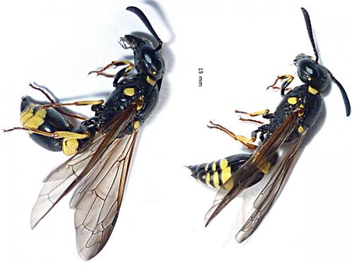 Symmorphus gracilis