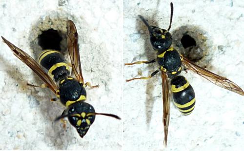 Ancistrocerus sp.