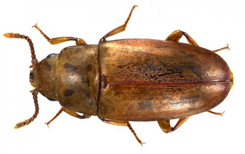 Réf. 58 754 : Antherophagus pallens