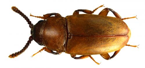 Réf. 58 843 : Antherophagus canescens