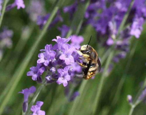 Anthidium manicatum