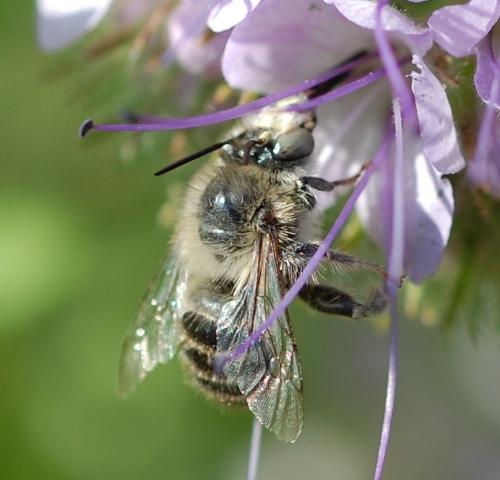 Réf. 58 389 : Anthophora quadrimaculata