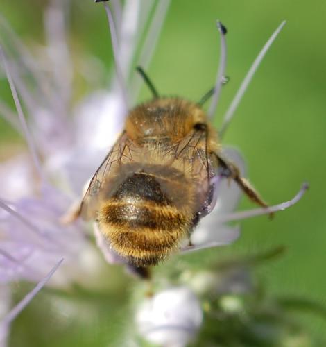 Anthophora quadrimaculata