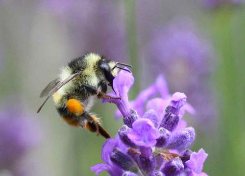 Réf. 58 861 : Bombus sylvarum