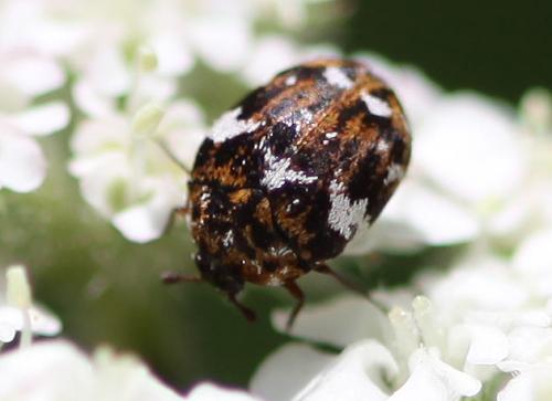 Réf. 58 415 : Anthrenus sp.