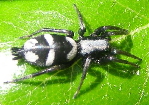 Aphantaulax sp.
