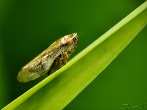 Réf. 58 502 : Philaenus spumarius
