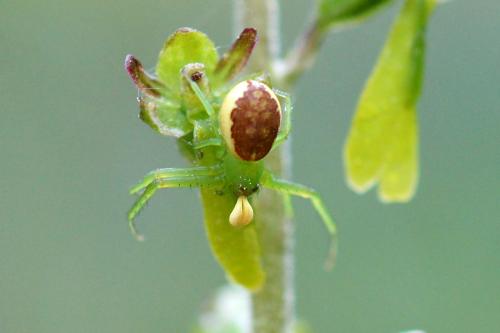 Réf. 58 499 : Diaea dorsata
