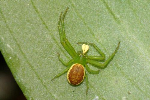Réf. 58 500 : Diaea dorsata