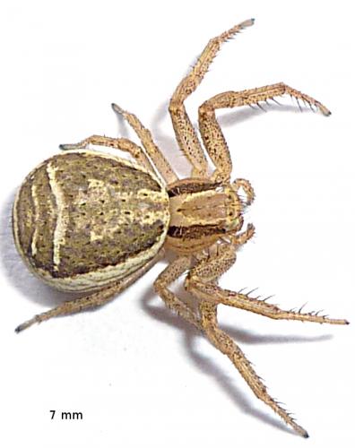 Réf. 58 287 : Xysticus ulmi
