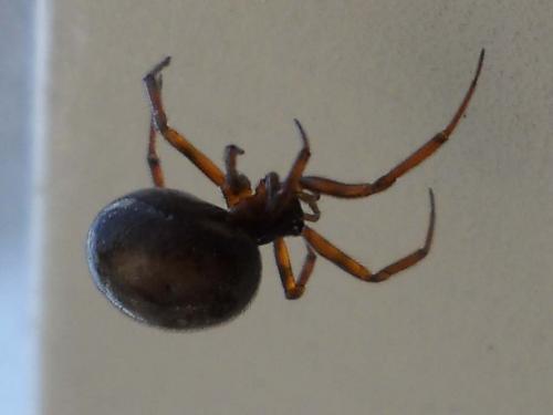 Steatoda bipunctata