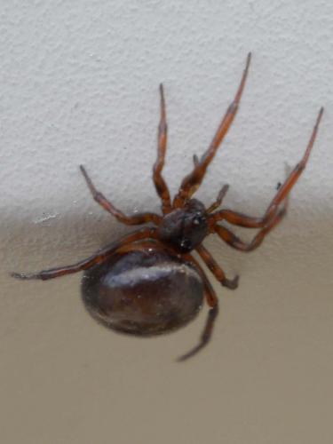 Steatoda bipunctata