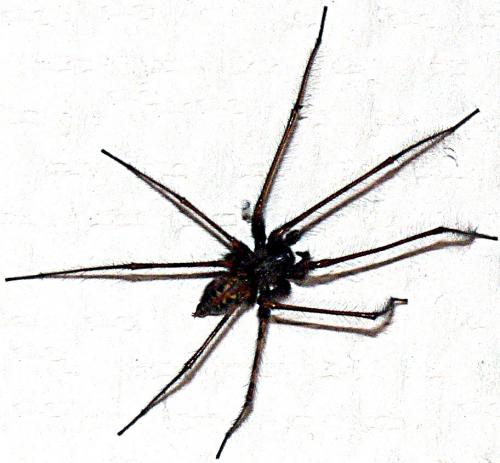 Tegenaria parietina