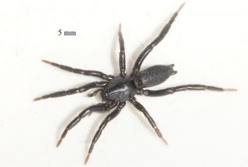 Réf. 58 967 : Zelotinae inconnu