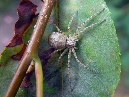 Philodromus sp.